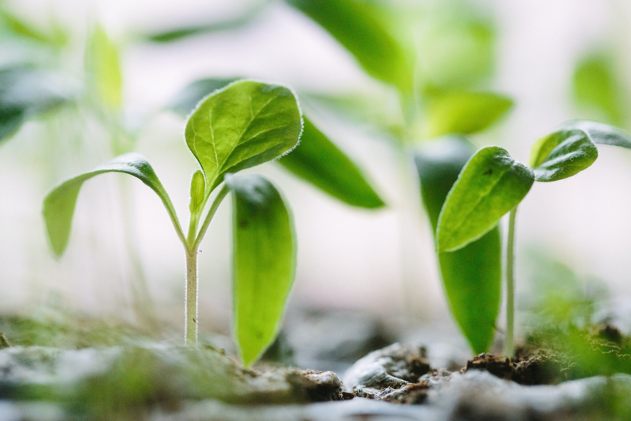 planta a crescer