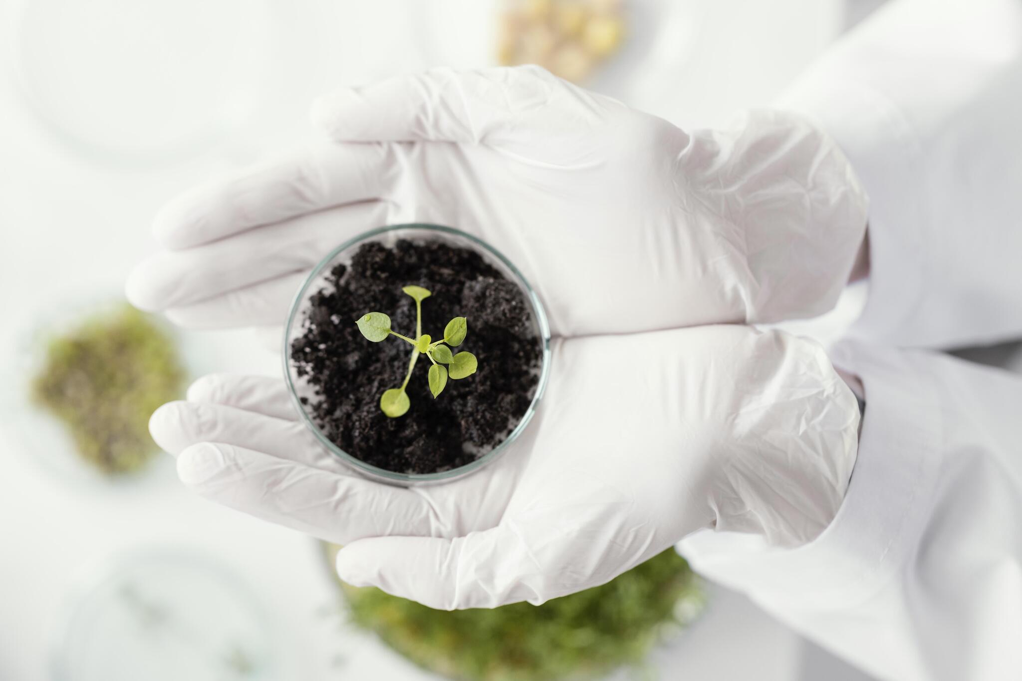 recolha de amostra de planta para análise química laboratorial
