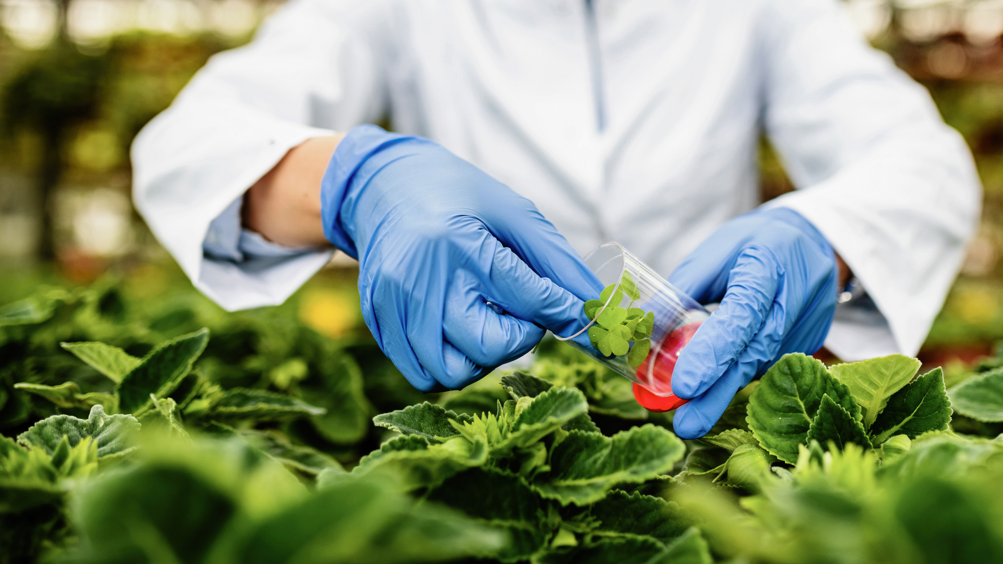 recolha de amostra de planta para análise química laboratorial