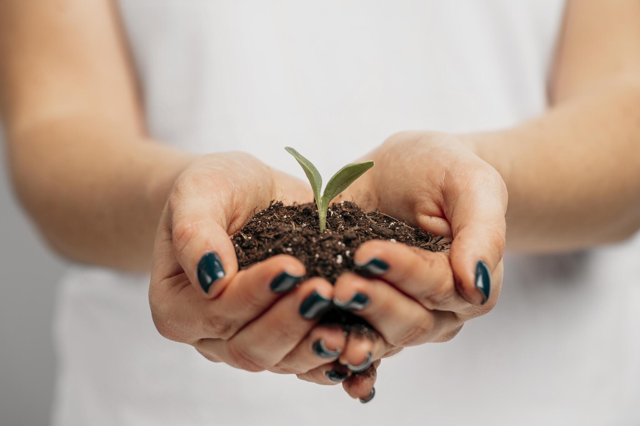 planta a crescer na terra