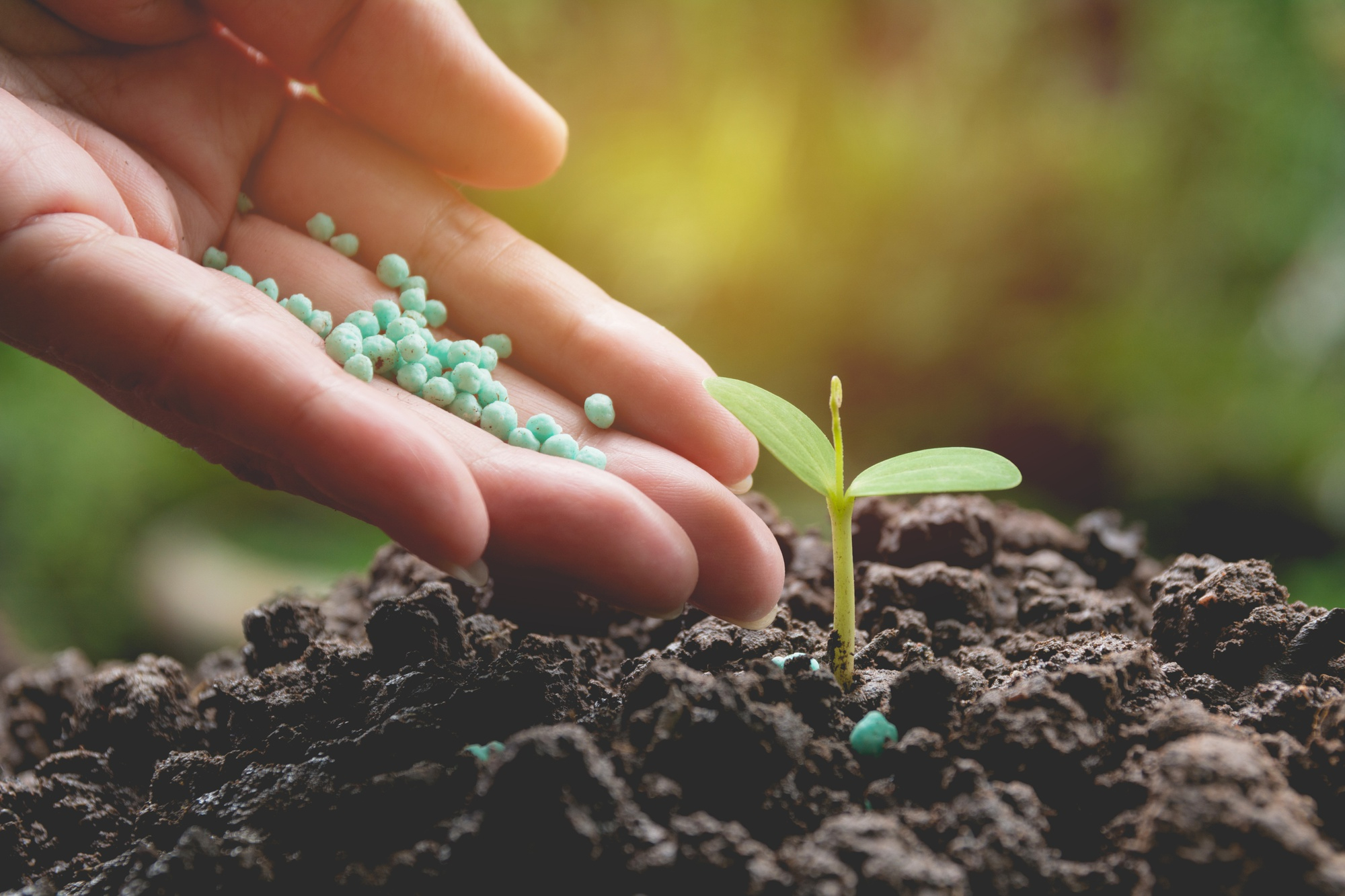 planta a crescer na terra