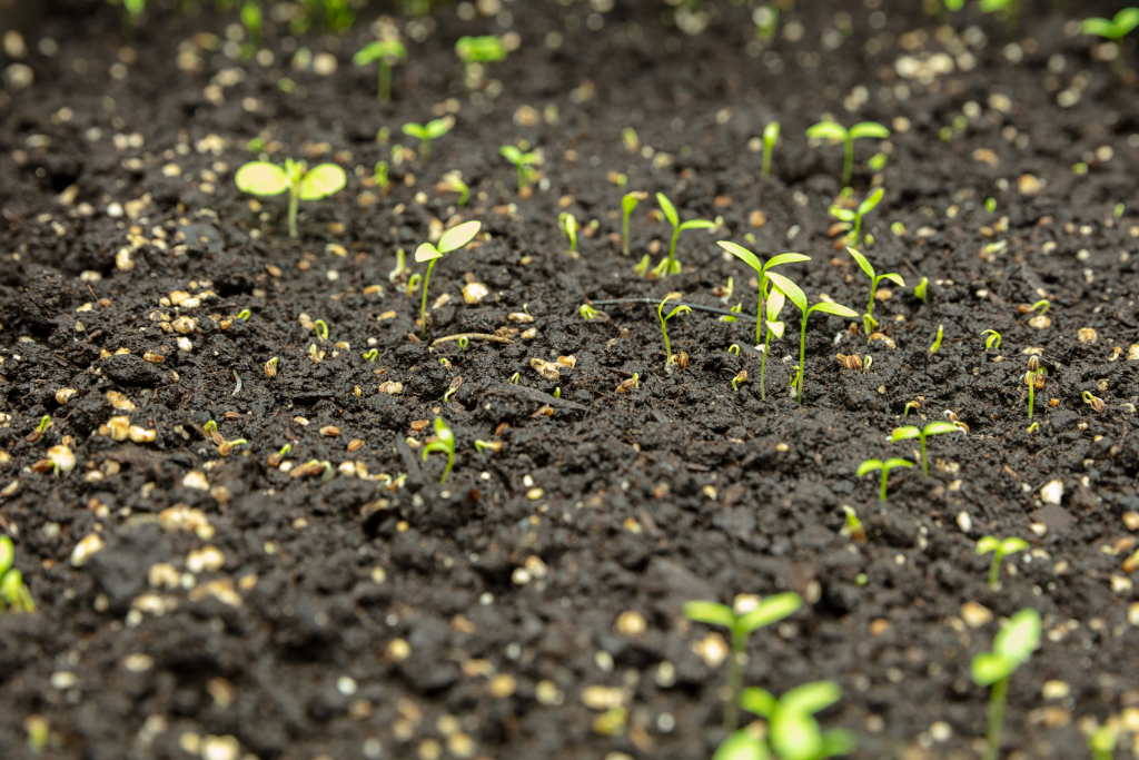 plantas a crescer na terra